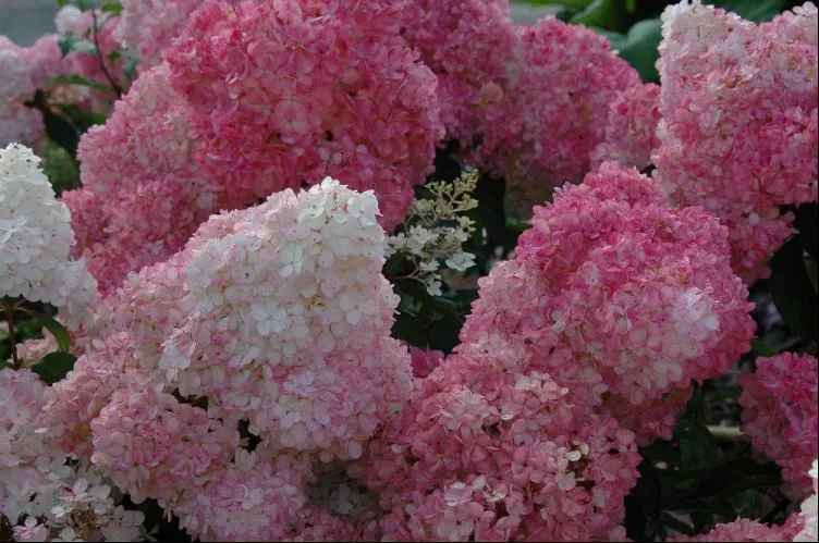 Vanilla Strawberry™ Hydrangea (Hydrangea paniculata ‘Renhy’) – QT