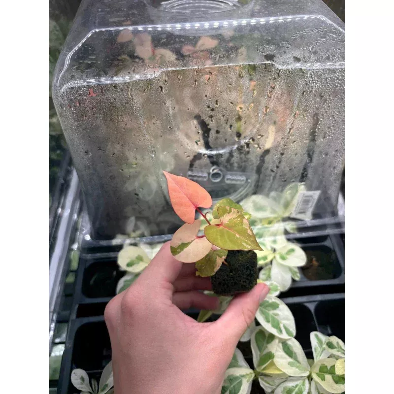 Variegated Fallopia Multiflora Starter Plug - Hardy Ground Cover Plant, Grower's Choice, Bad Shippers