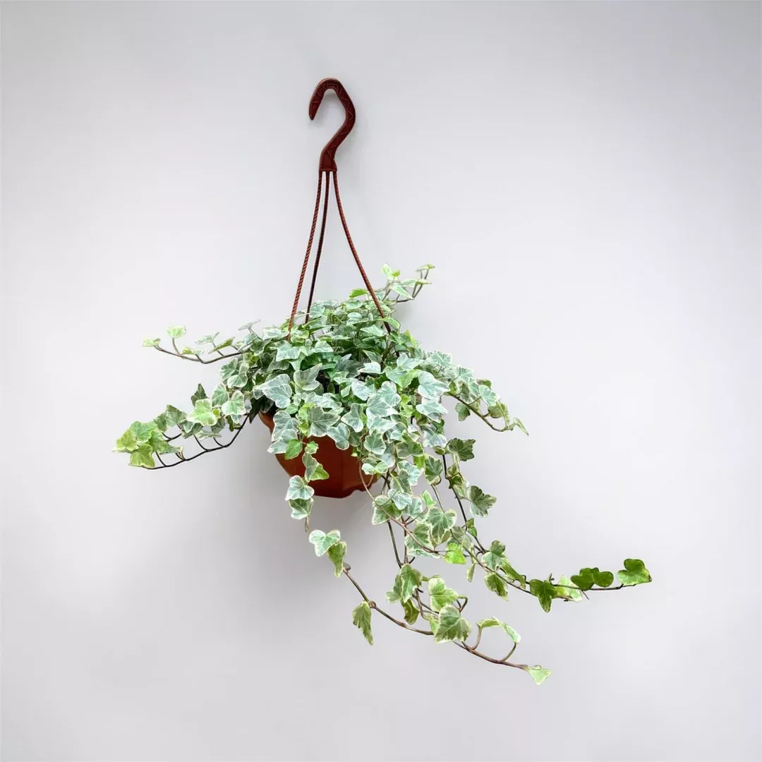 Variegated Ivy Hanging Basket
