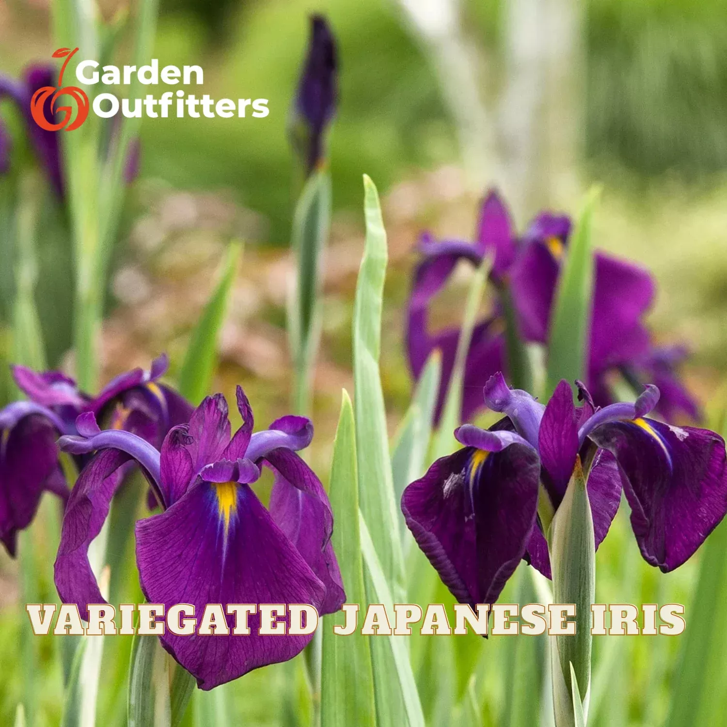 Variegated Japanese Iris (IRIS ENSATA VARIEGATA) - 1 gallon