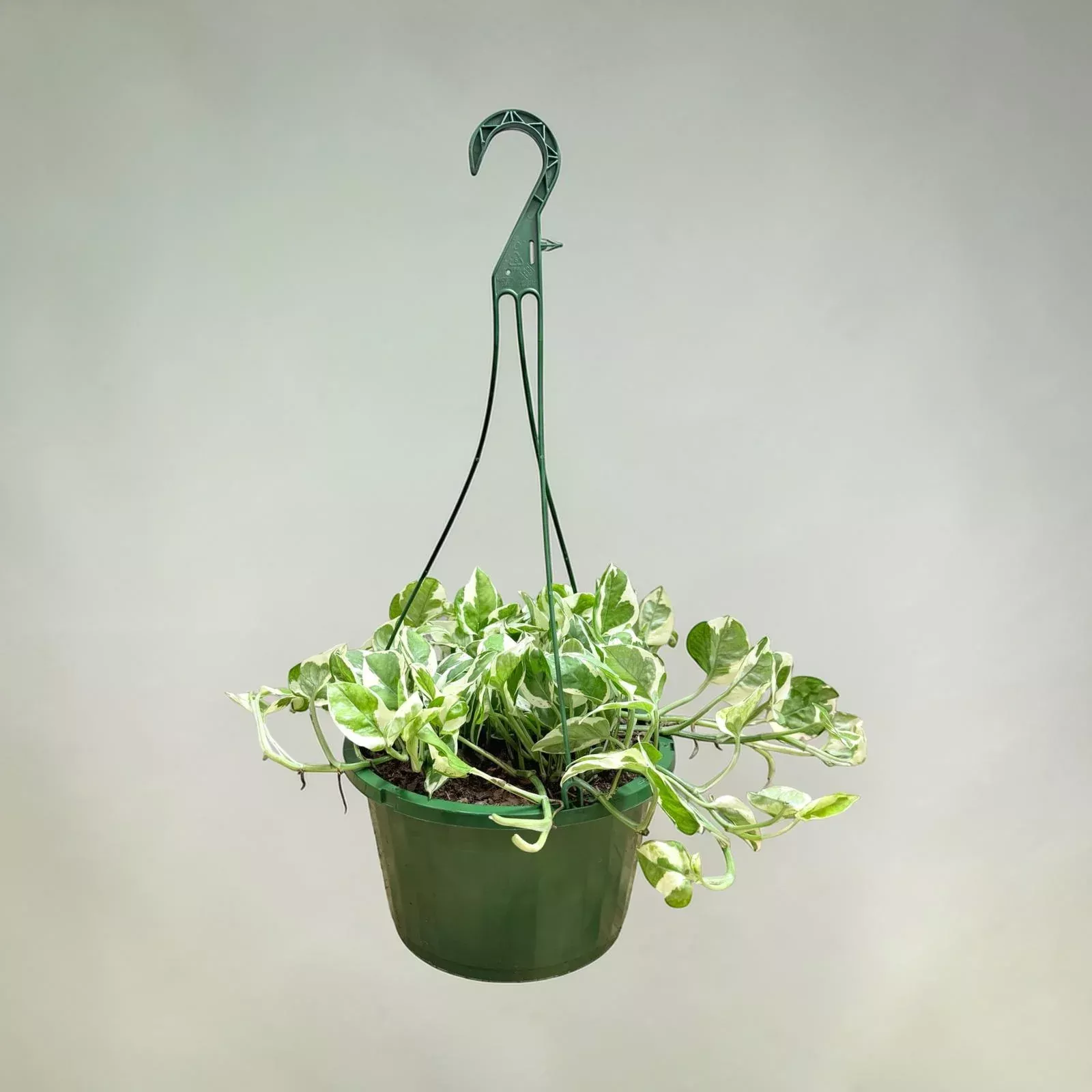 Variegated Pothos hanging basket