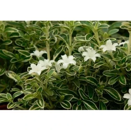 Variegated Serissa – White-Edged Compact Snow Rose Shrub (Serissa japonica 'Variegata')