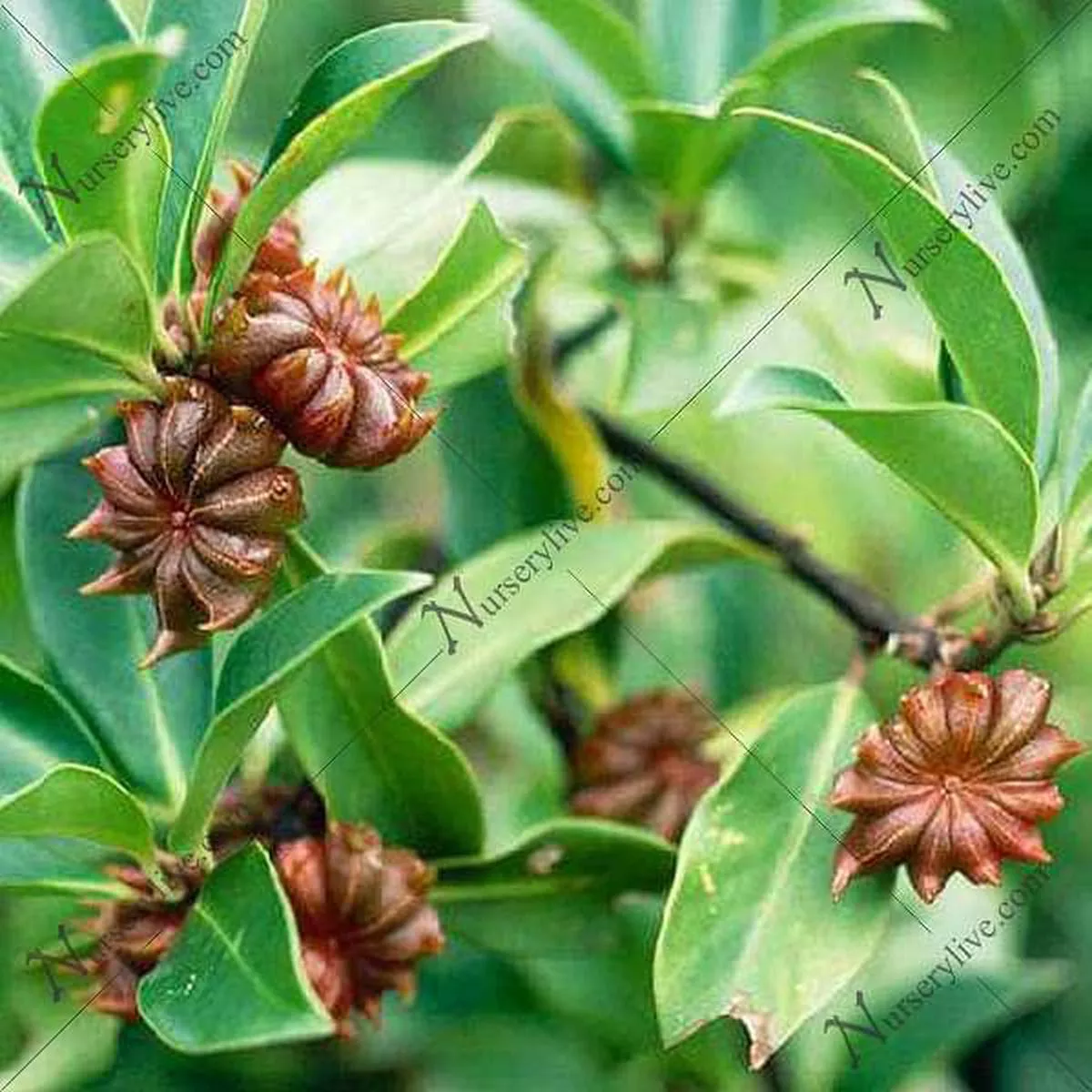 Velaiti Saunf, Star Anise – Plant – Default Title