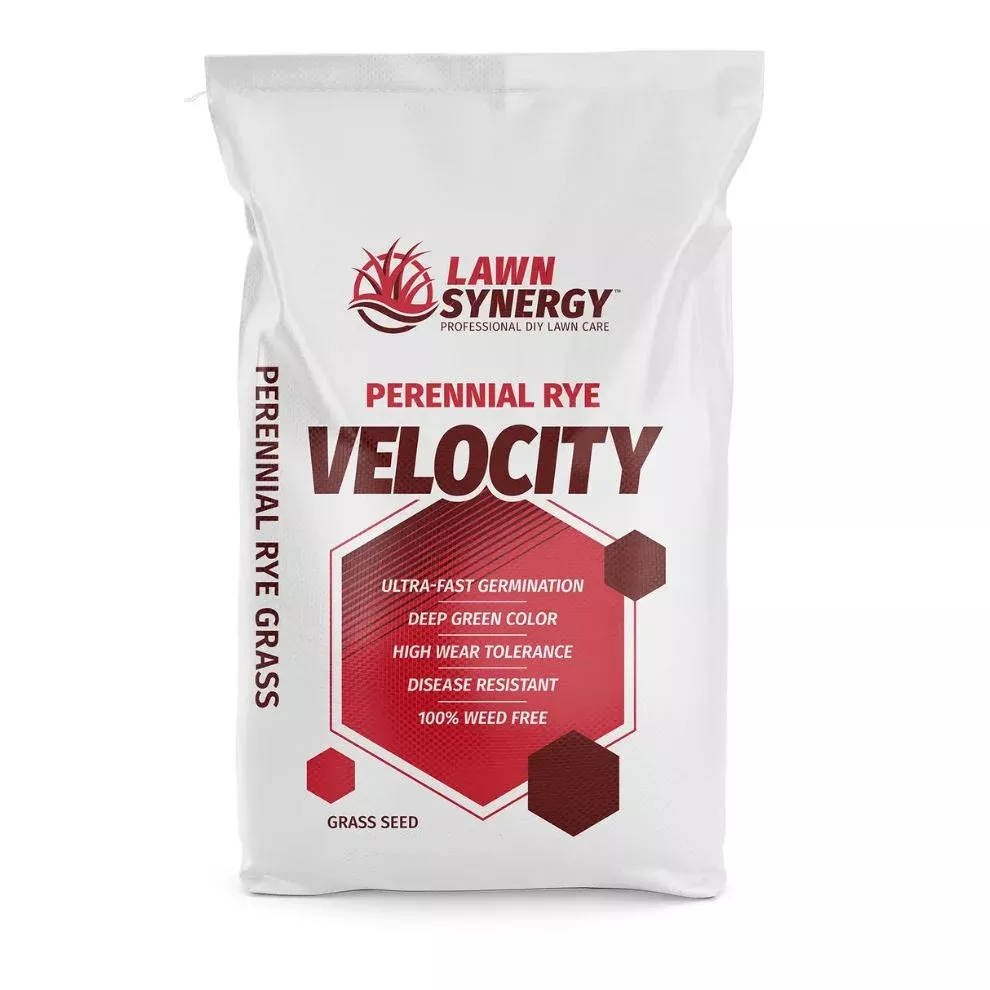 Velocity Perennial Rye Grass Seed