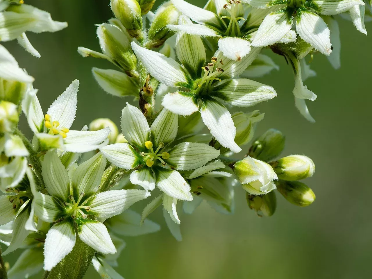 Veratrum album | European white hellebore
