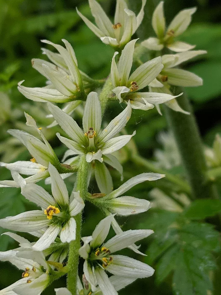 Veratrum californicum | corn lily