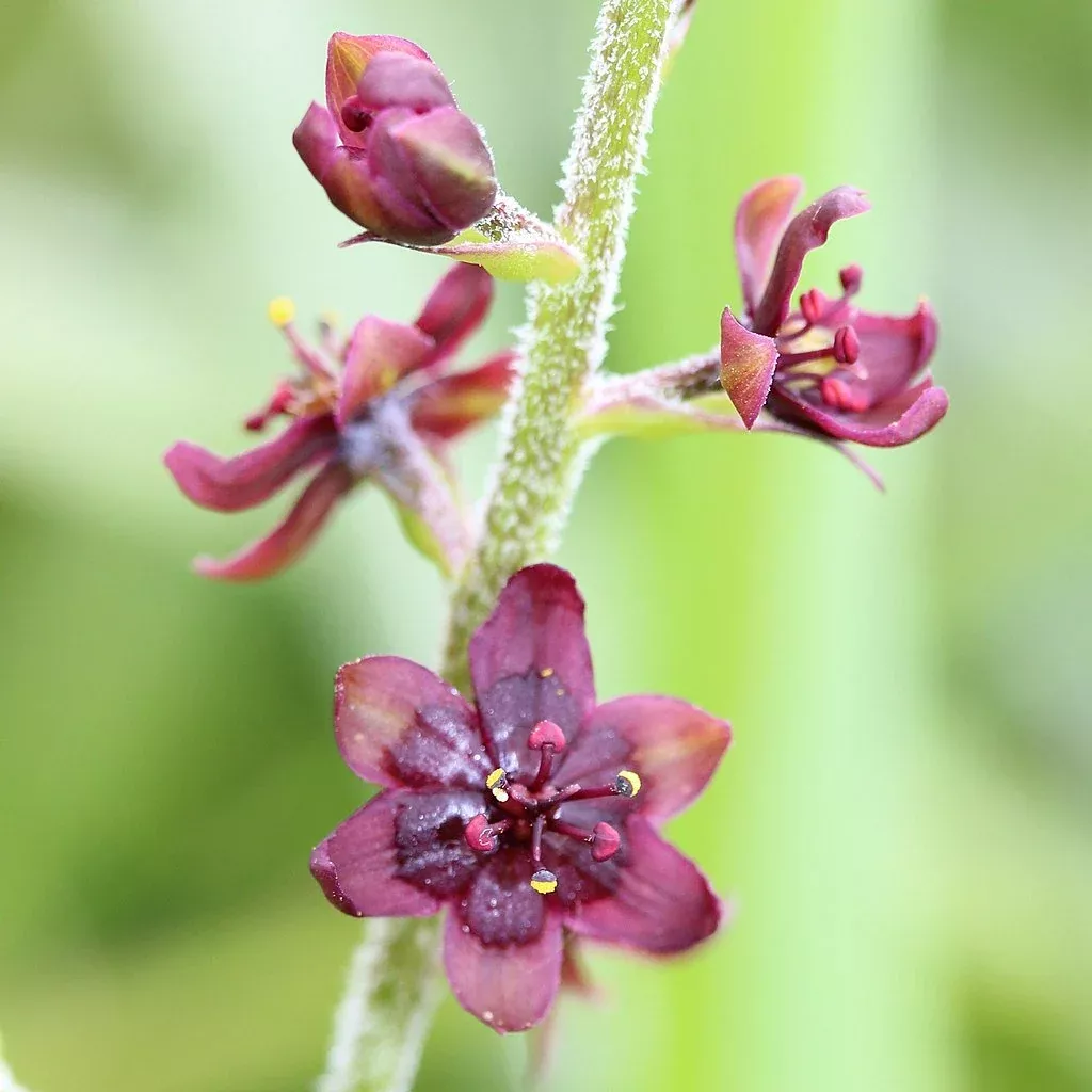 Veratrum maackii | Korean meadow false-hellebore