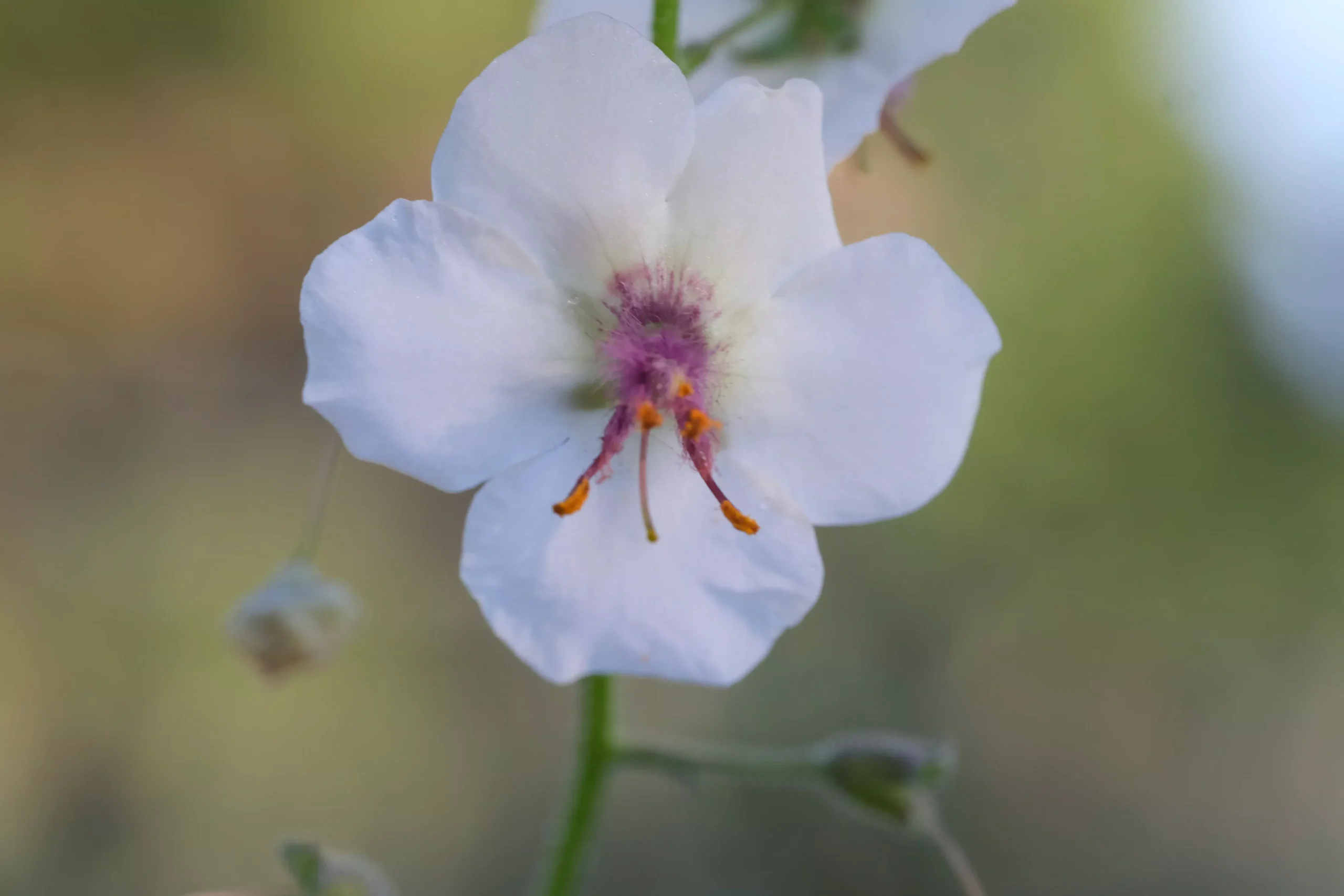 Verbascum blattaria f. albiflorum | white moth mullein