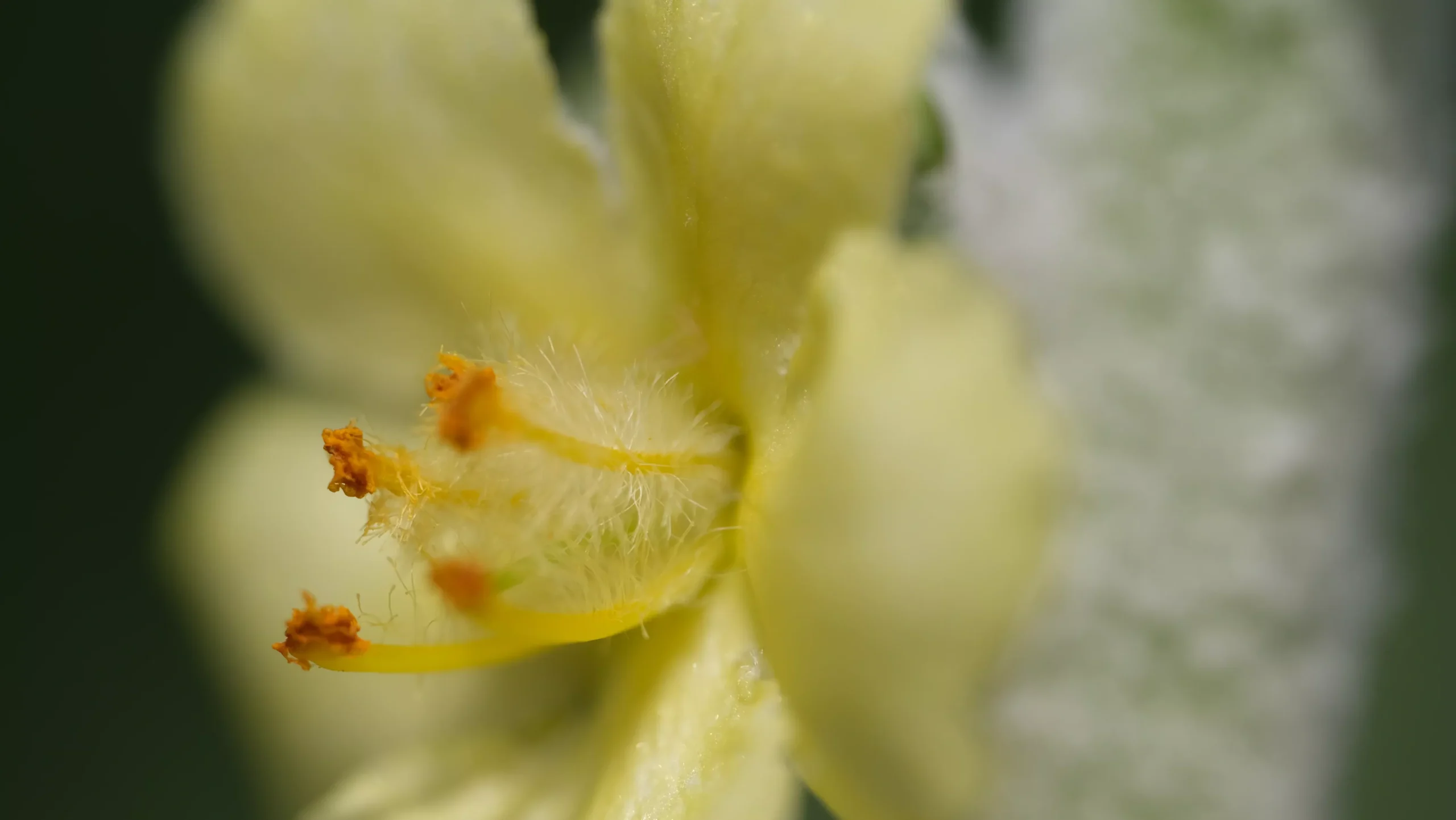 Verbascum bombyciferum 'Polar Summer' | mullein