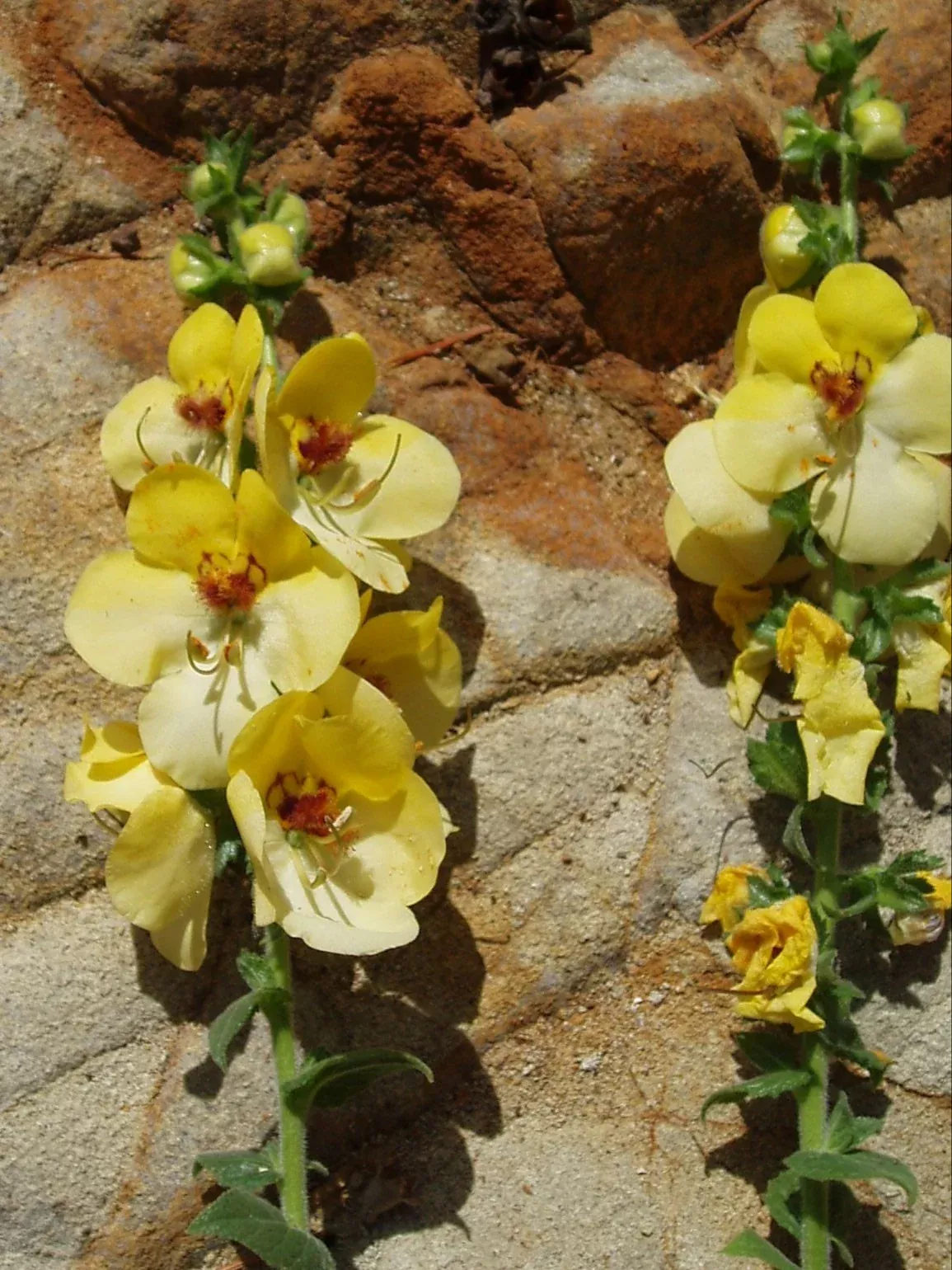 Verbascum 'Cotswold King' | Cretan mullein