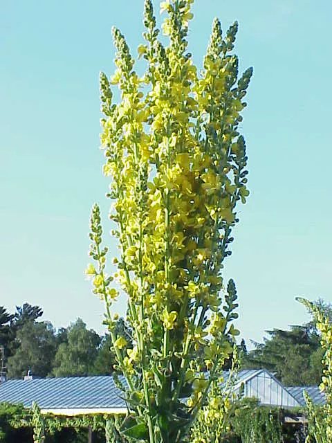 Verbascum olympicum