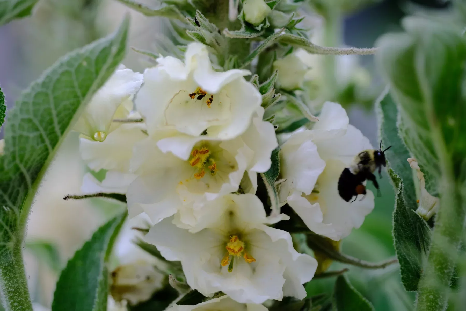 Verbascum thapsus 'Governor George Aiken' | common mullein
