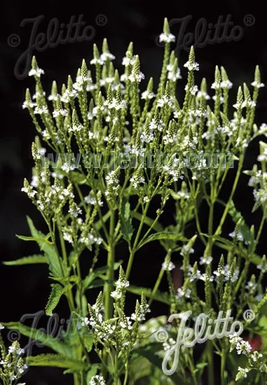 Verbena hastata ‘White Spires’ | American blue vervain