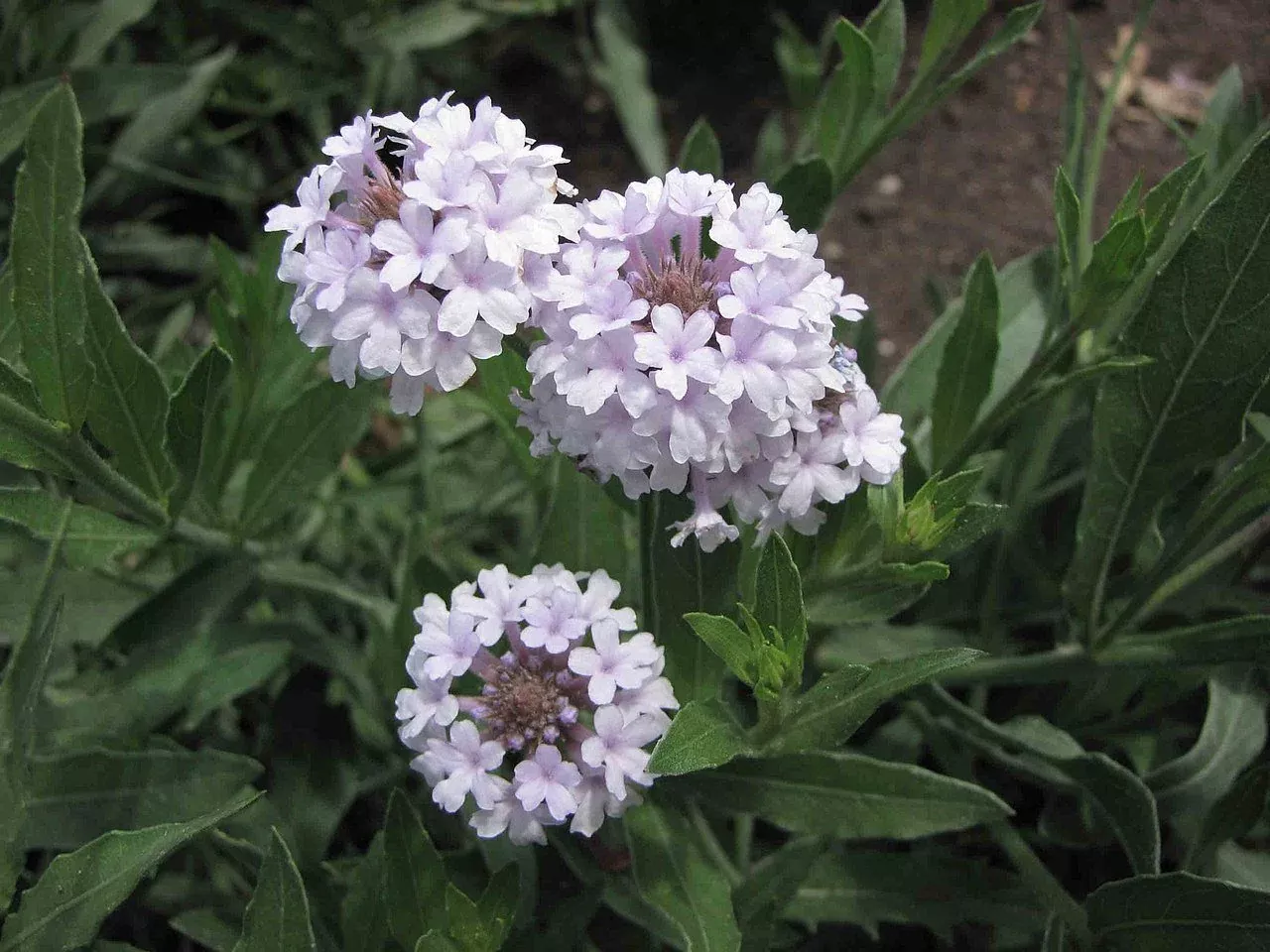 Verbena rigida ‘Polaris’ | slender vervain