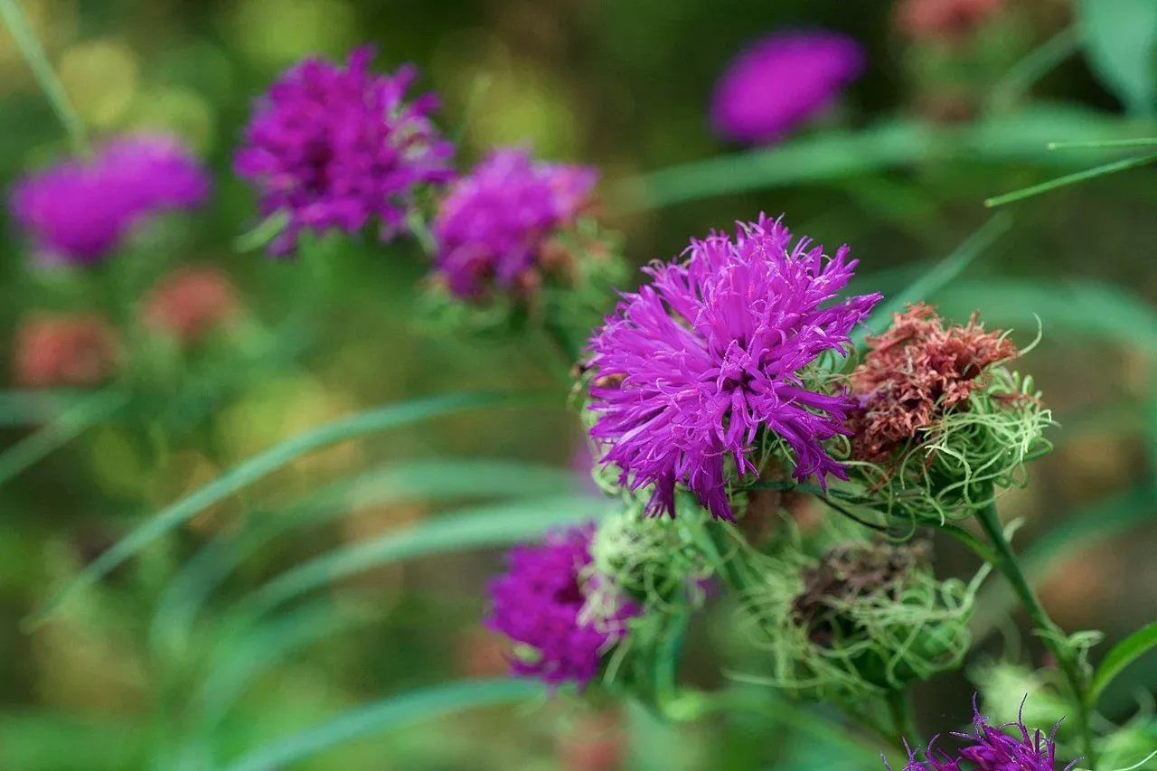 Vernonia arkansana | curlytop ironweed