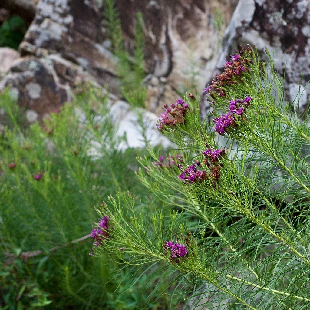 Vernonia lettermannii | threadleaf ironweed