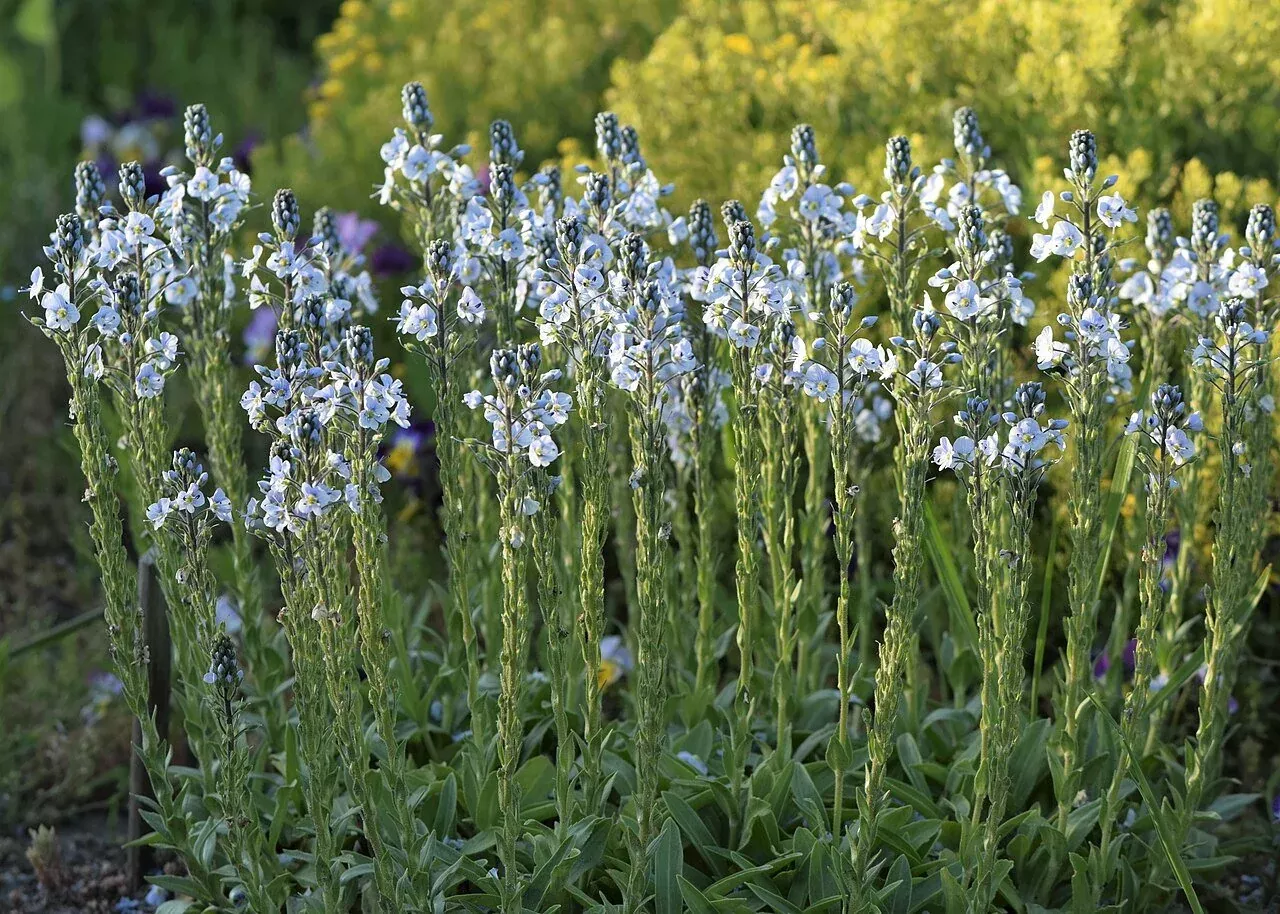 Veronica gentianoides | gentian speedwell