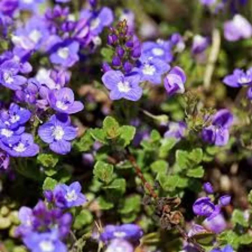 Veronica liwanensis (Turkish Veronica)