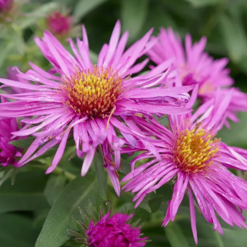 ‘Vibrant Dome’ Aster – Symphyotrichum novae-angliae