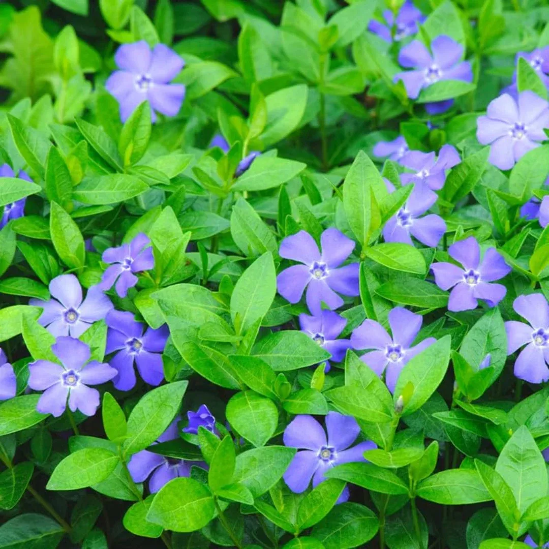 Vinca minor ‘Illumination’ (Lesser Periwinkle) (10)ct Flat of 4 ” pot