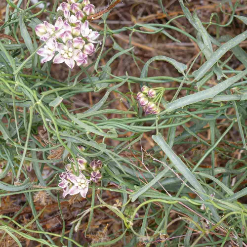 Vining Milkweed Seeds - (Funastrum cynanchoides)