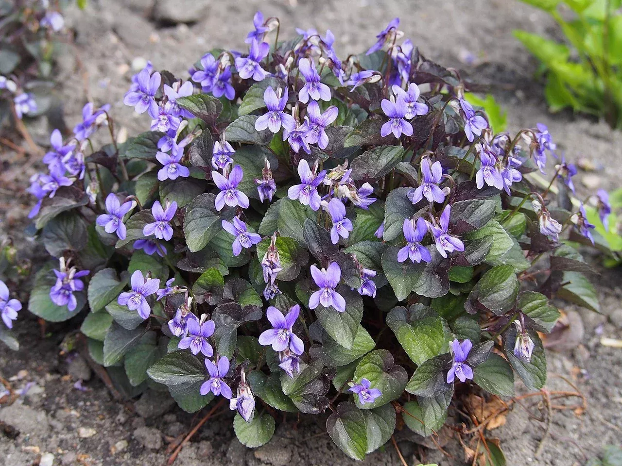 Viola labradorica | Labrador violet