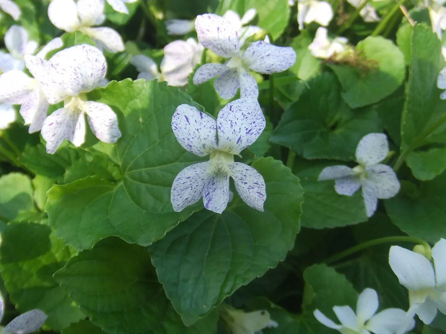 Viola sororia ‘Freckles’ | common blue violet