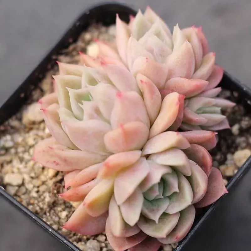 *** VIP WINNER PICK*** PRESALE Echeveria Spicy ‘White’
