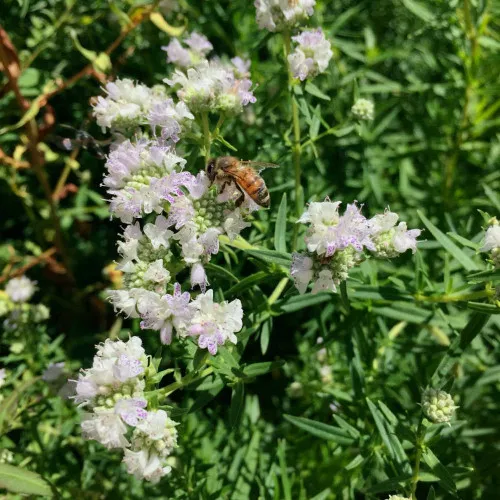 Virginia Mountain Mint Seeds - (Pycnanthemum virginianum)