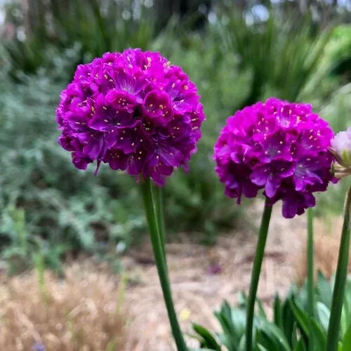 Vivid Dream Sea Thrift