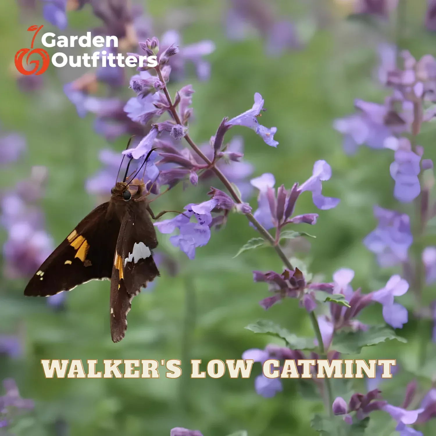 Walker’s Low Catmint (NEPETA X WALKERS LOW) – 1 gallon