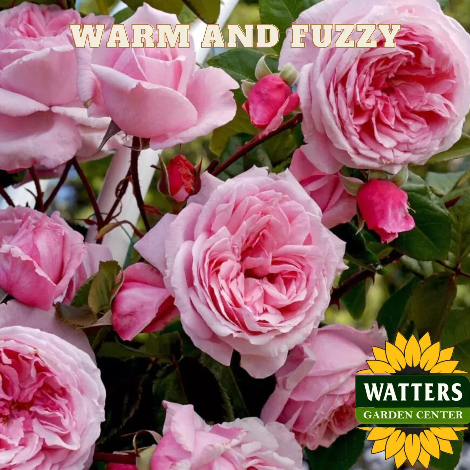 WARM AND FUZZY ROSE 3gal