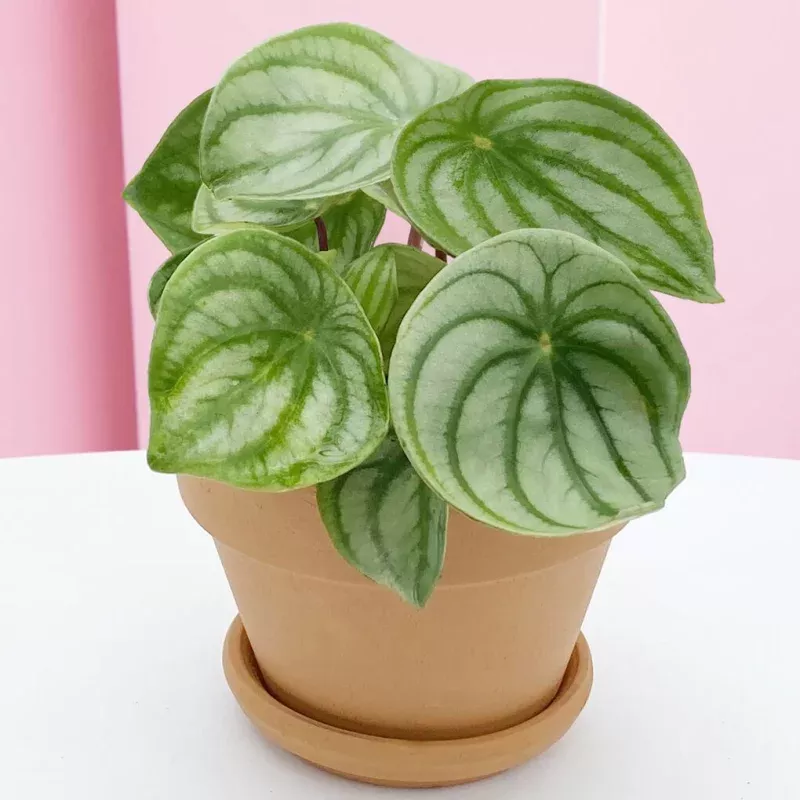 Watermelon Peperomia | Peperomia argyreia