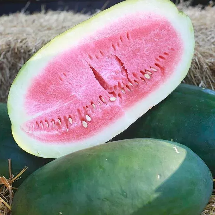 Watermelon Seeds – Bradford Family