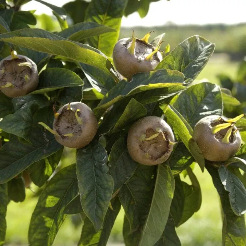 ‘Westerveld’ Medlar Tree