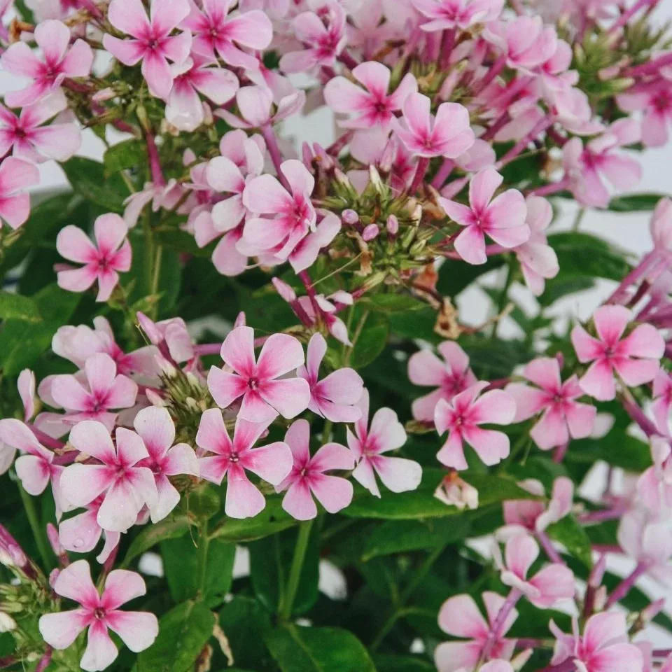 White Bicolor Garden Phlox