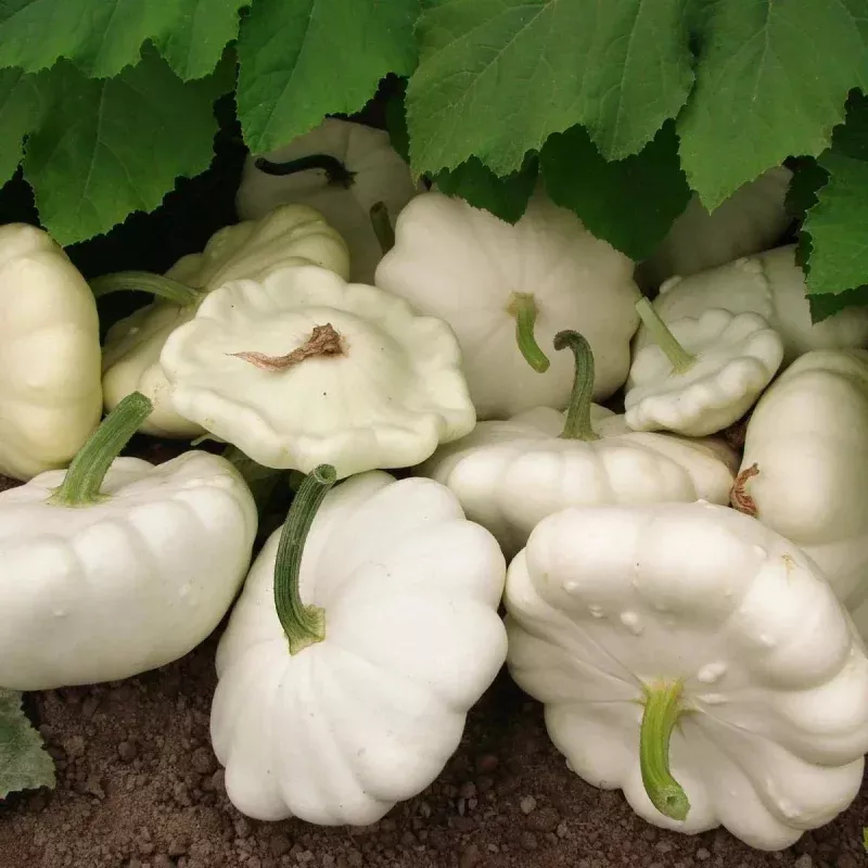 White Bush Scallop Summer Squash Seeds – NON-GMO