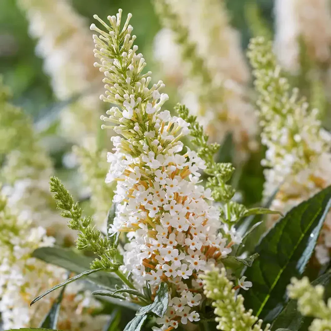 White Butterfly Bush