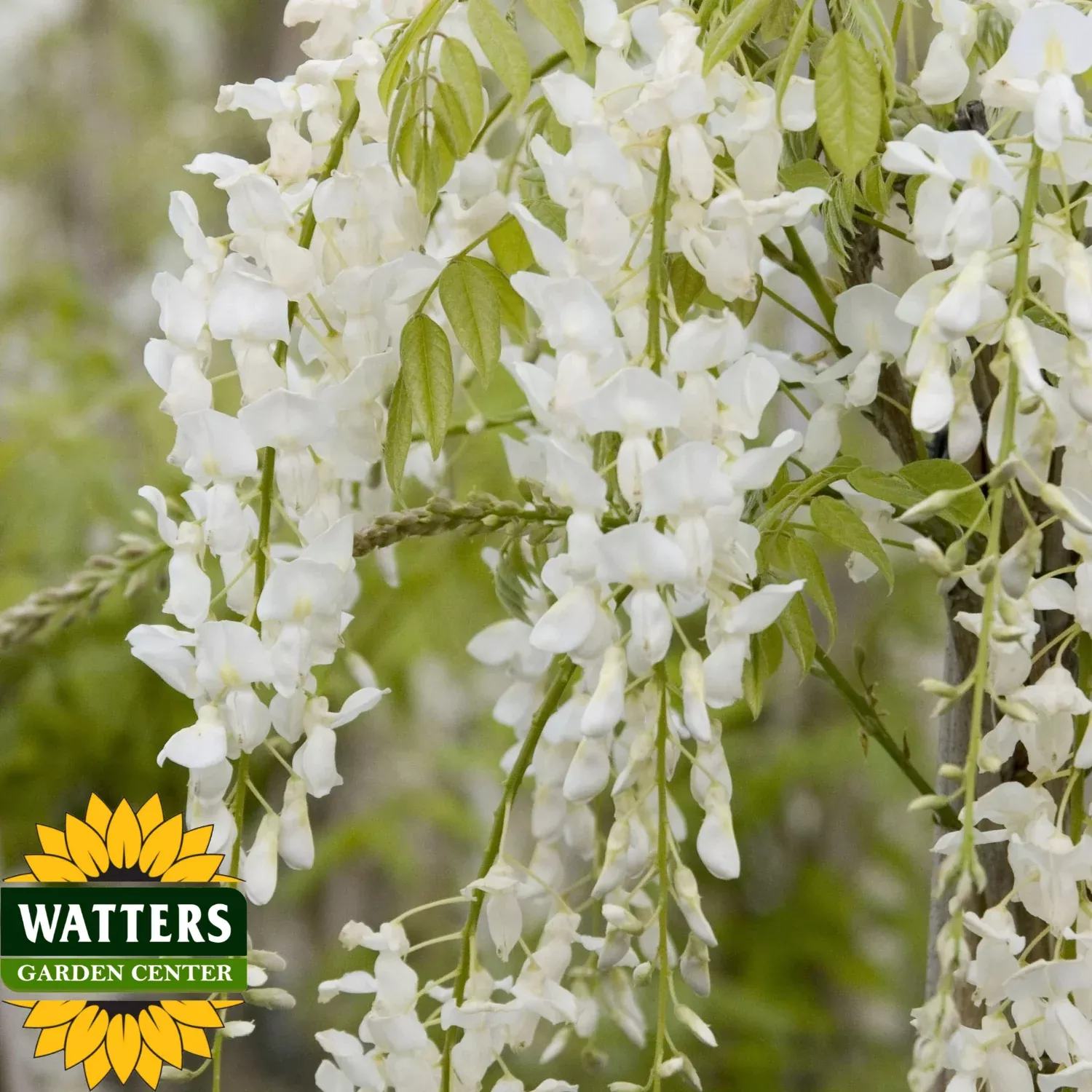 WHITE JAPANESE WISTERIA 2gal