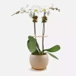 White Orchid Plant – Double