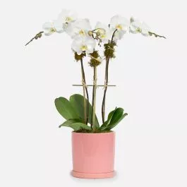 White Orchid Plant – Triple