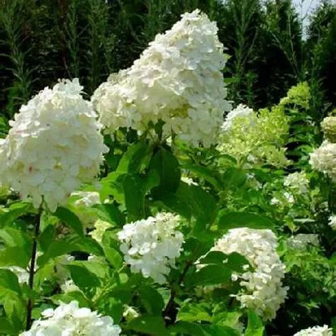 White Panicle Hydrangea – Classic Large White Cone-Shaped Blooms (Hydrangea paniculata)