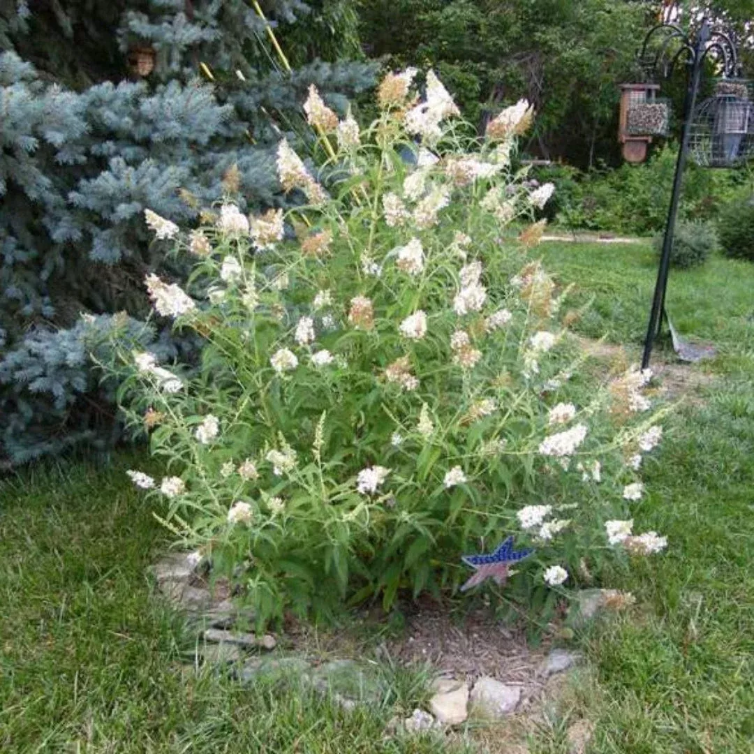 White Profusion Butterfly Bush – Compact Pure White Fragrant Pollinator (Buddleia ‘White Profusion’)