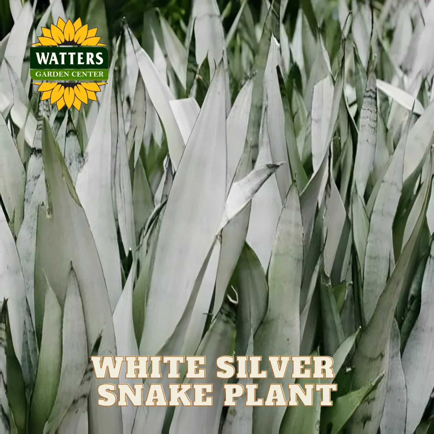 WHITE SILVER SNAKE PLANT 6IN