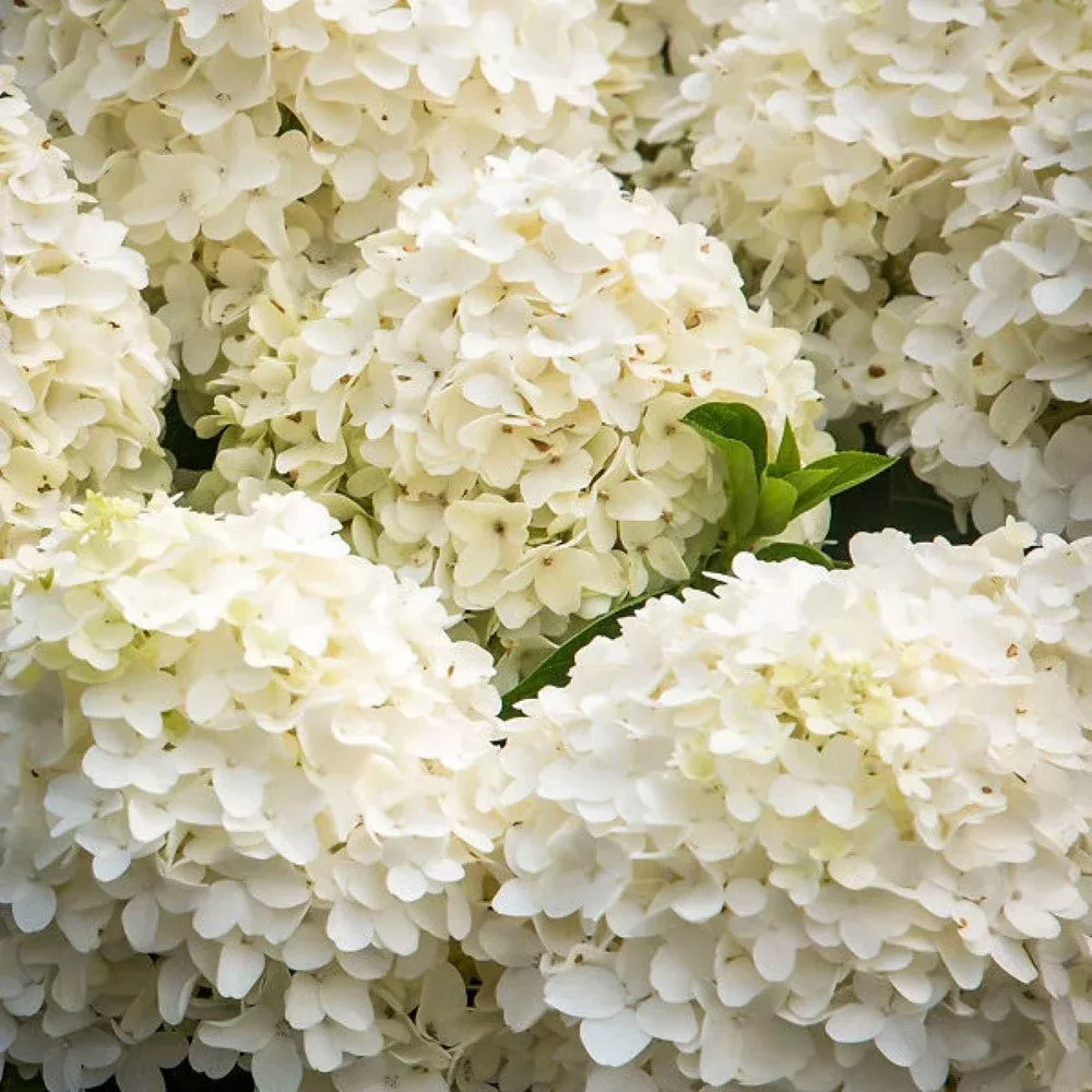 White Wedding Hydrangea