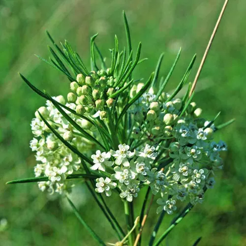 Whorled Milkweed Seeds - (Asclepias verticillata)