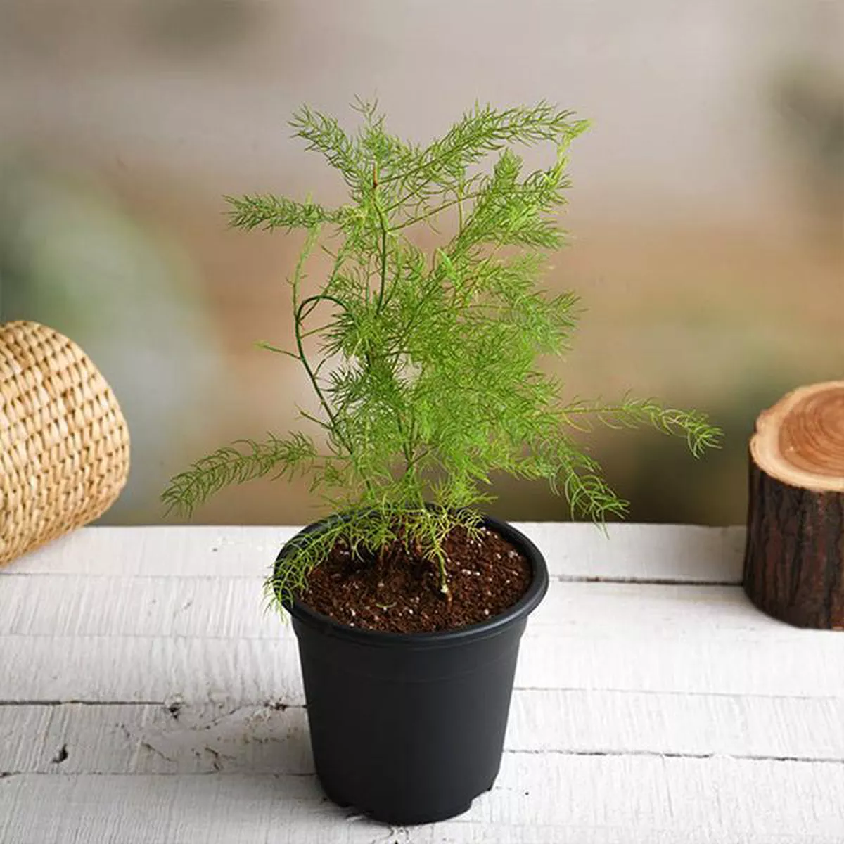 Wild Asparagus Shatavari 8211 Plant
