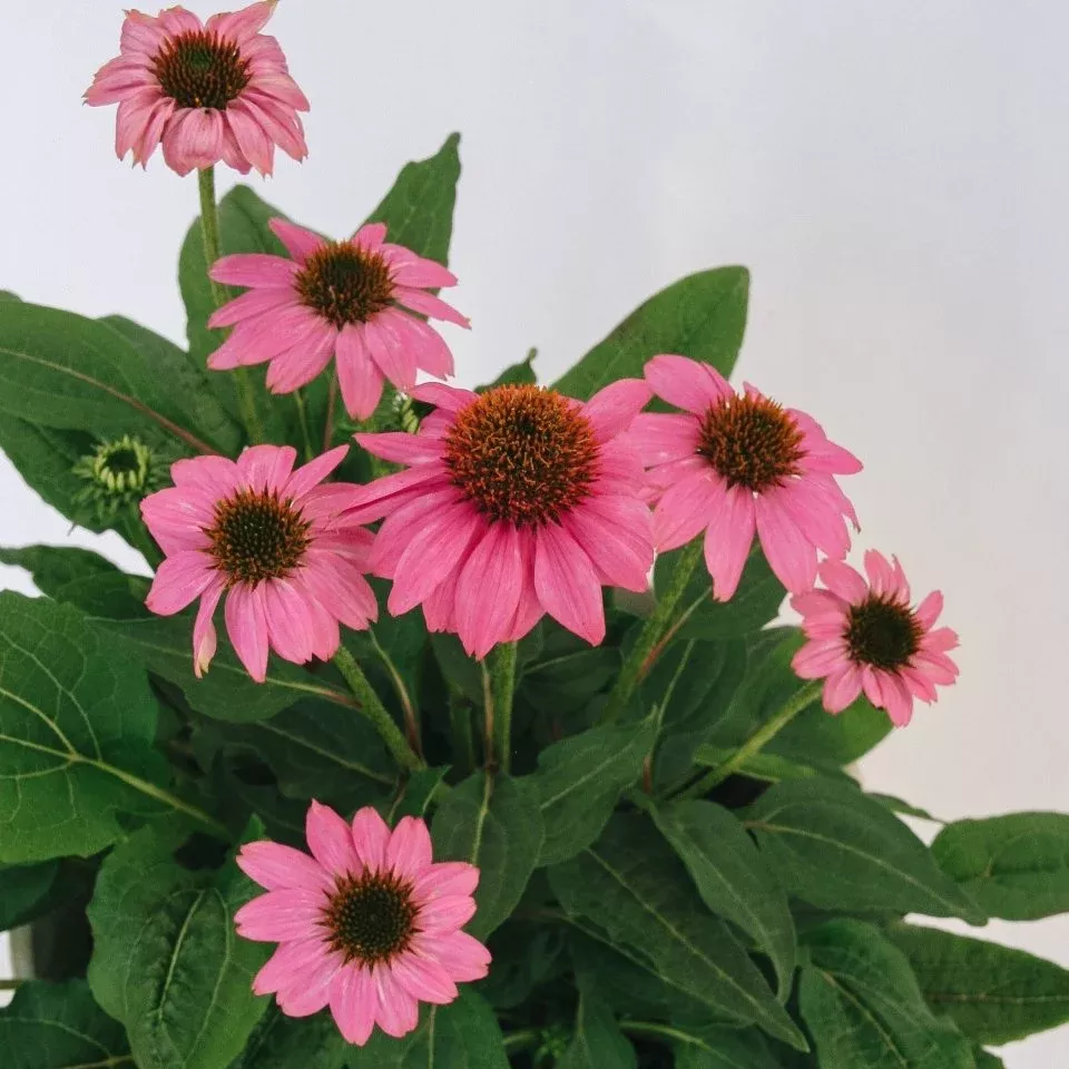 Wild Berry Coneflower
