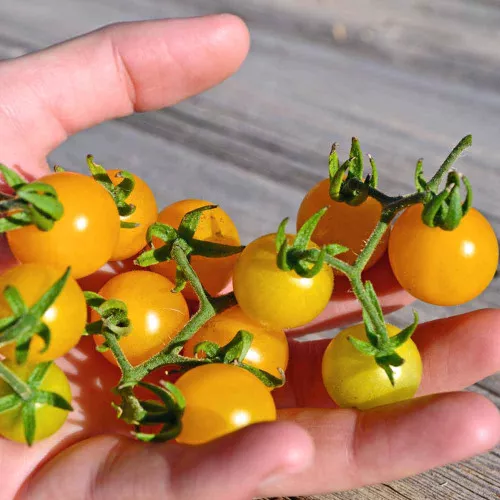 Wild Galapagos Tomato Seeds - (Solanum cheesmaniae)