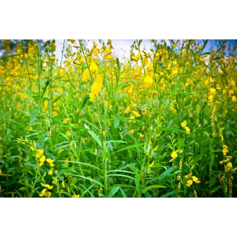 Wildflower Seeds - 20 Smooth Rattlebox Seeds - Crotalaria pallida - Native Wildflower Seed Mix for Garden